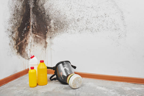 Best Same-Day Mold Removal  in The Hills, NJ
