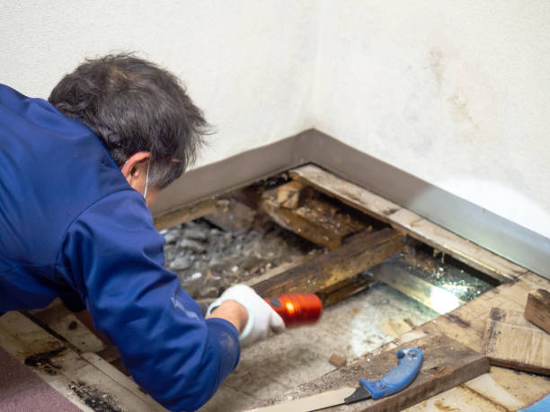 Best Black Mold Removal  in The Hills, NJ