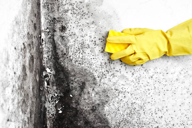 Mold Removal Process in The Hills, NJ