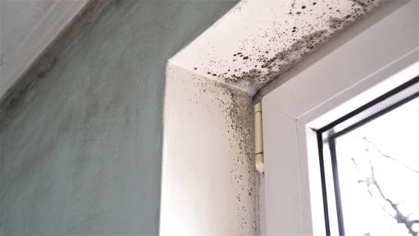 Best Commercial Mold Removal  in The Hills, NJ