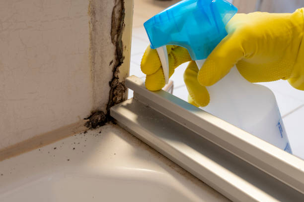 Trusted The Hills, NJ Mold Removal Experts