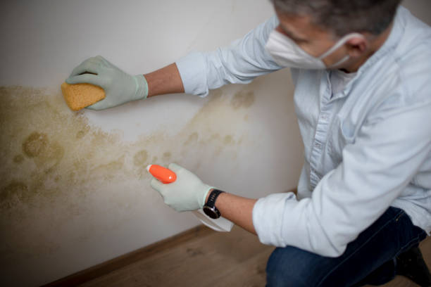 Best Home Mold Removal  in The Hills, NJ