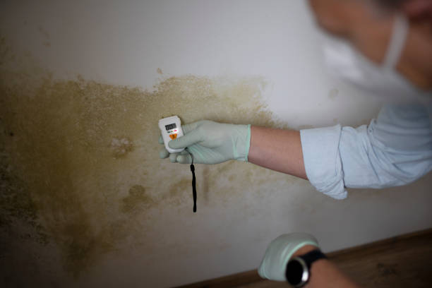 Best Crawl Space Mold Removal  in The Hills, NJ