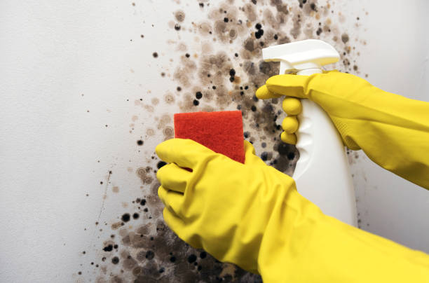 Best Mold Removal Company Near Me  in The Hills, NJ