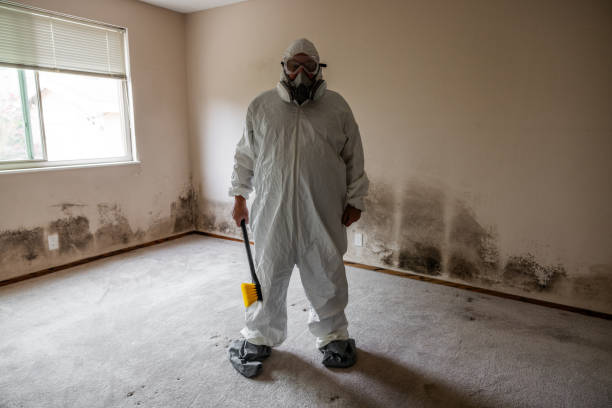 Best Same-Day Mold Removal  in The Hills, NJ