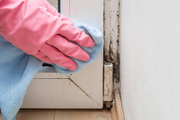 Best Office Mold Removal Services  in The Hills, NJ