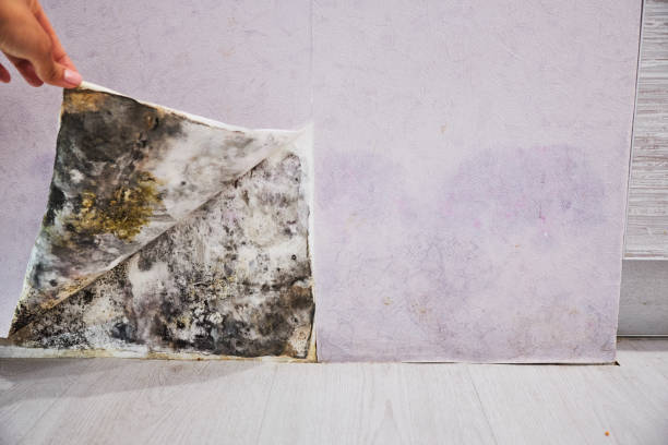 Best Mold Removal Process  in The Hills, NJ
